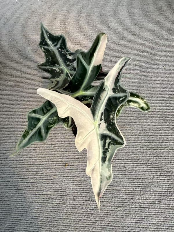 Alocasia Nobilis K version 