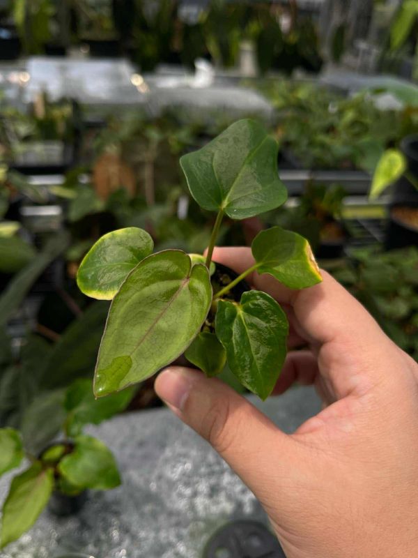 [Magic Garden] Anthurium carlablackiae x dressleri 