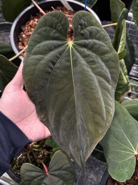 Anthurium BVEP seedling 