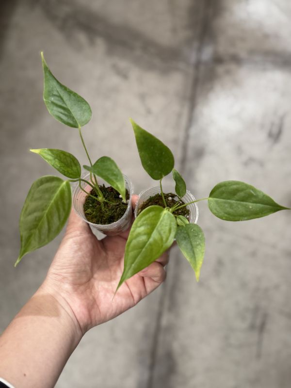 Anthurium veitchii 