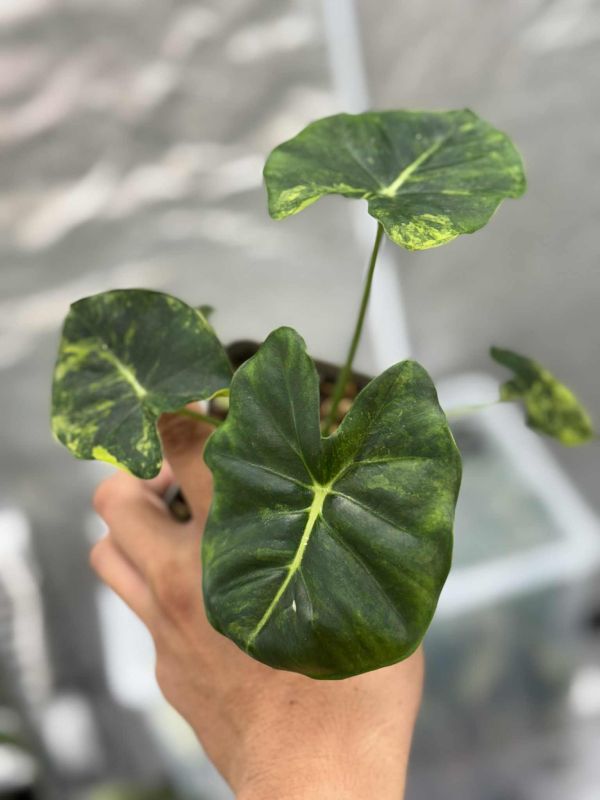 Alocasia dorayaki aurea 