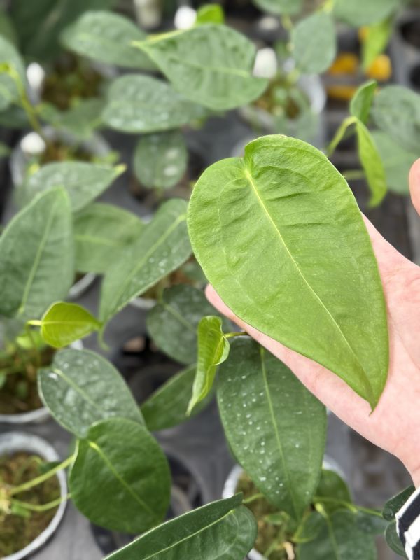 Anthurium peltigerium 