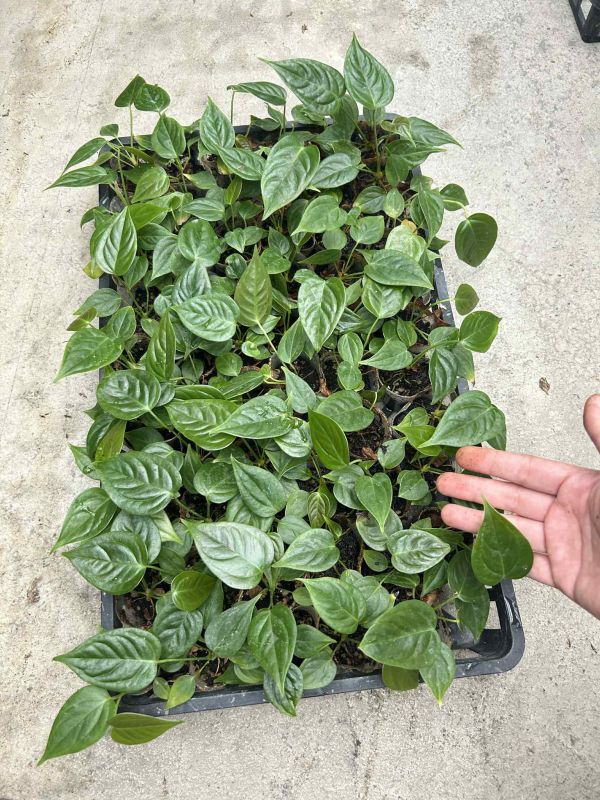 Anthurium veitchii 