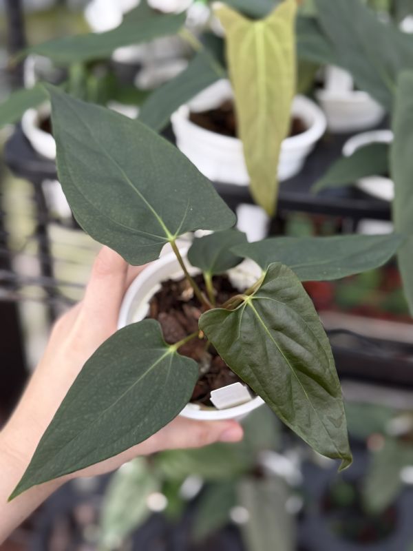 Anthurium portillae NSE selfing 