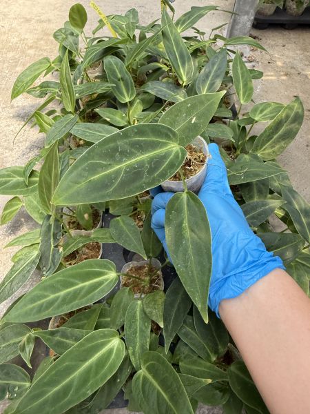 Anthurium warocqueanum x regale 