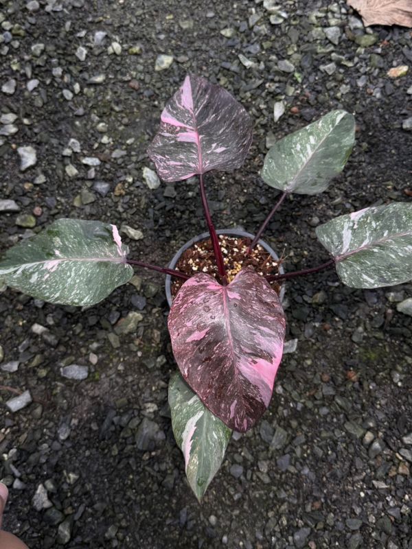Philodendron Pink Princess Galaxy 