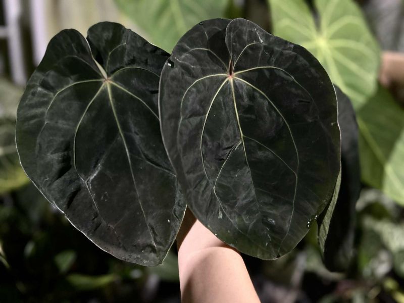 Anthurium 'Lynette' 