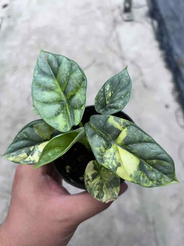 Alocasia silver dragon aurea 