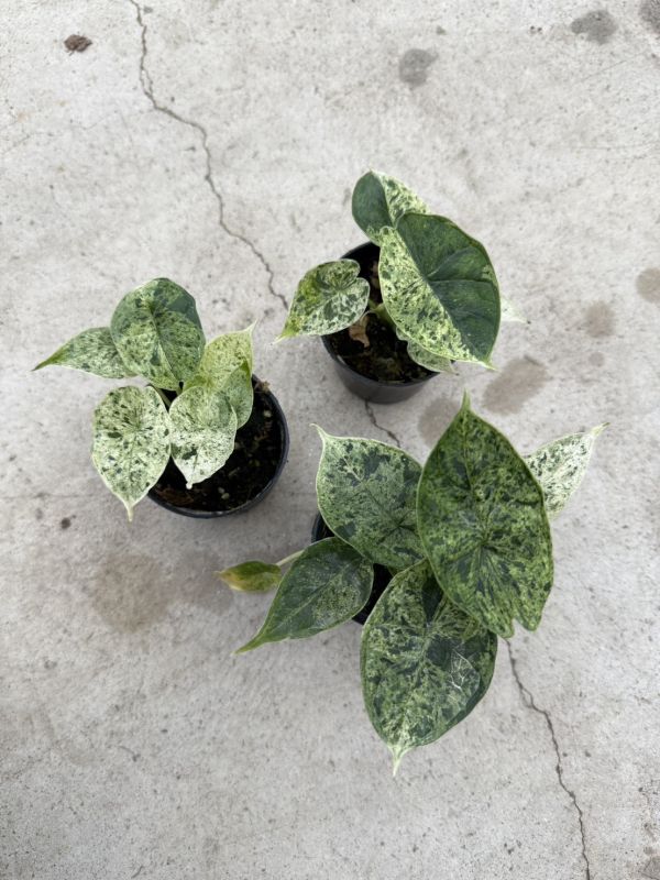 Alocasia dragon scale mint 