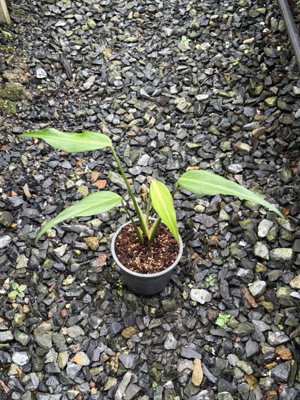 Monstera burle marx flame 
