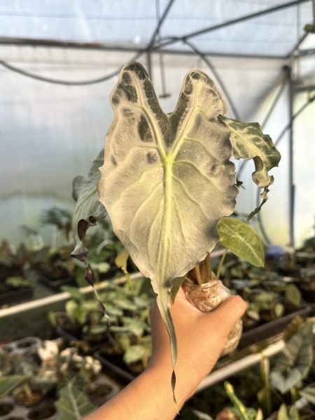 Alocasia venom 
