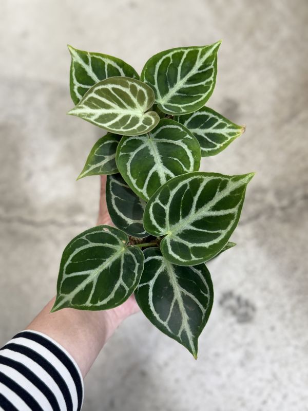 Anthurium Dorayaki 