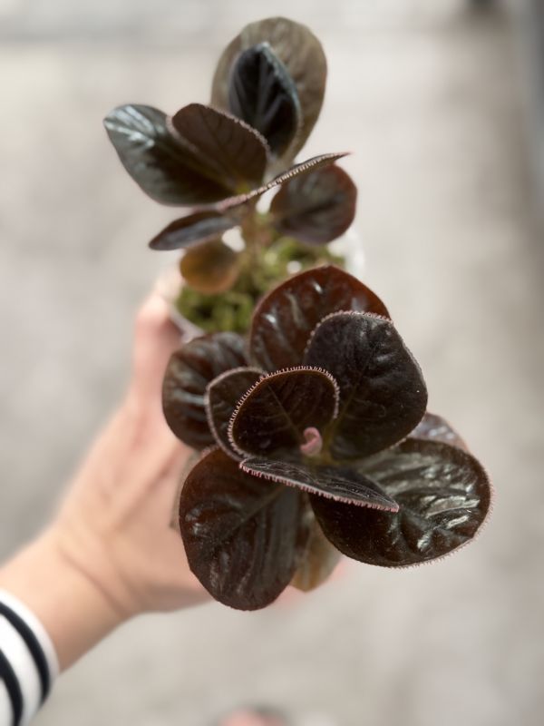Labisia sp Kalimantan 