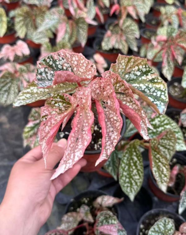 Begonia snow cape variegated 