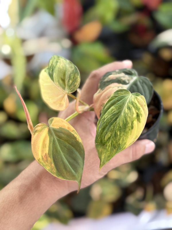 Philodendron micans variegated 