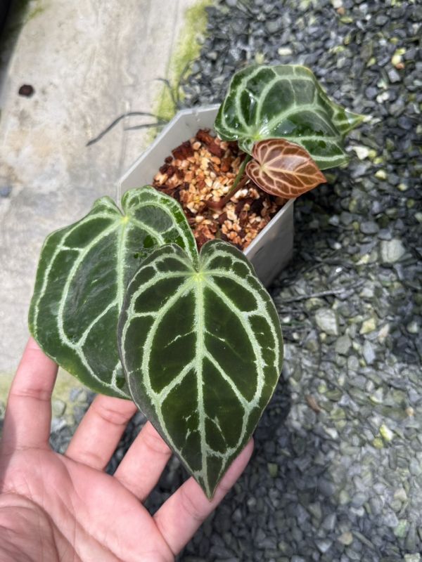 Anthurium Heinz S1 