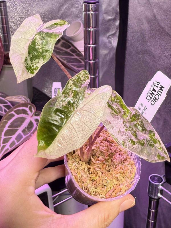 Alocasia peduso sandariana albo 