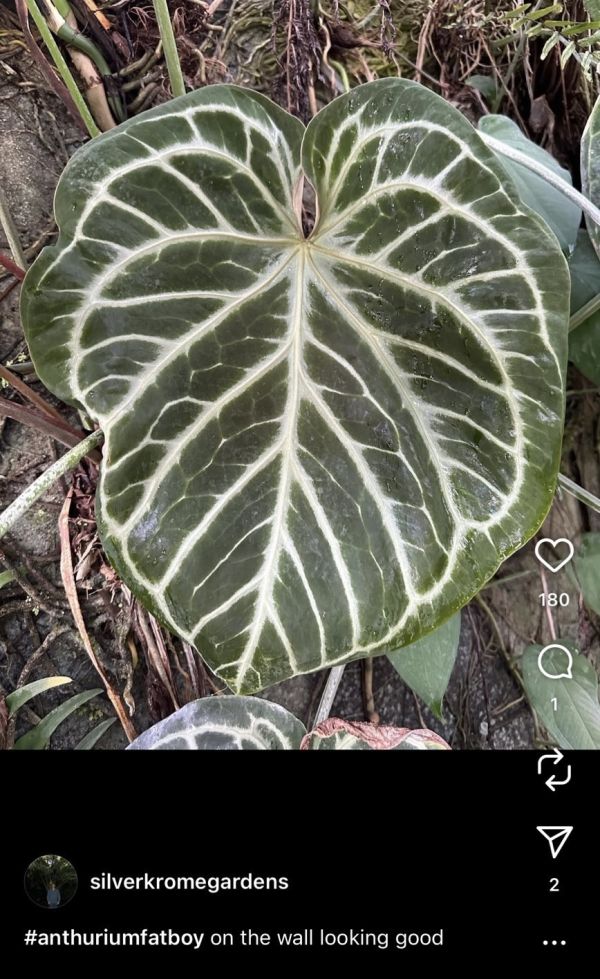 Anthurium 'Fat boy' 