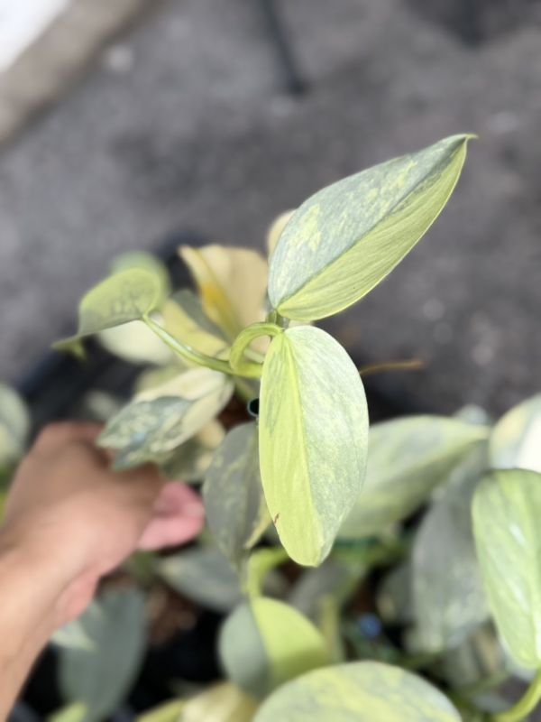Philodendron Silver Sword Variegated 