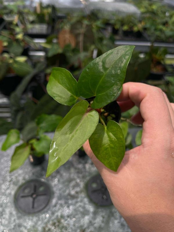 [Magic Garden] Anthurium carlablackiae x dressleri 