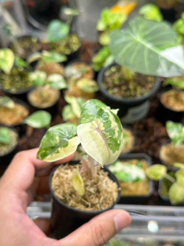 Alocasia yucatan princess variegated 