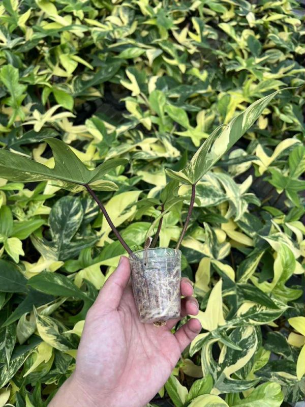 Philodendron florida beauty 