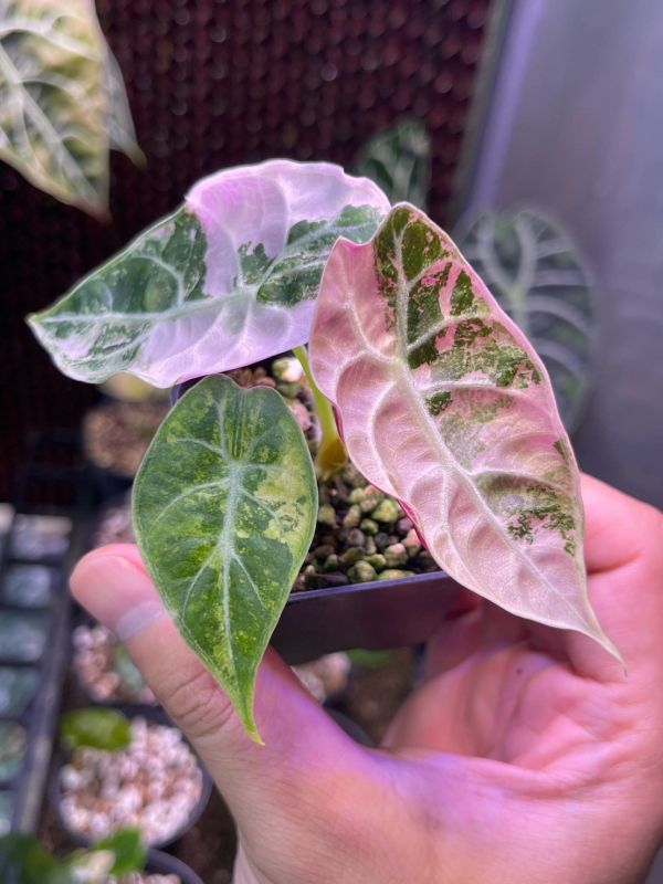 Alocasia watsoniana doff albo 