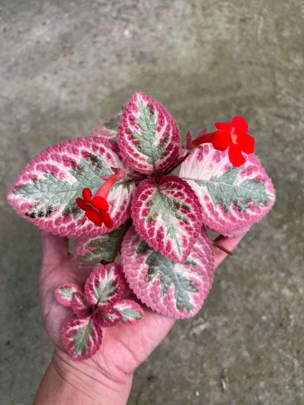 Episcia Pink Brocade 