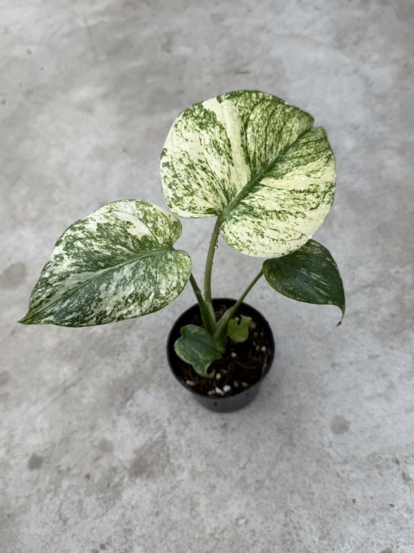 Monstera delicious White Monster 