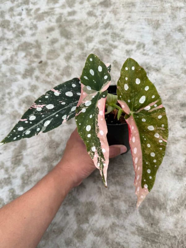 Begonia maculata pink variegated 