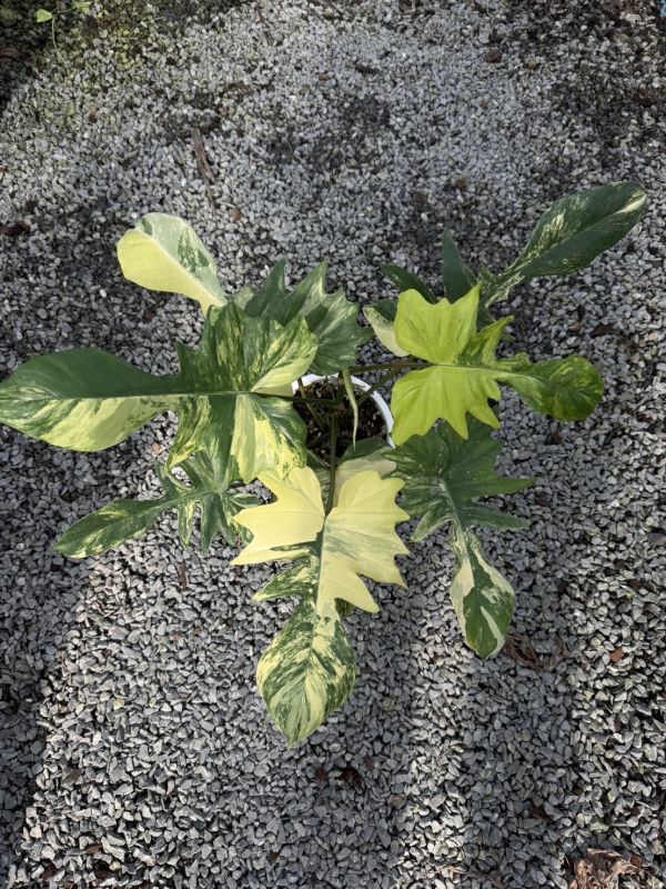 Philodendron florida beauty x mayoi 