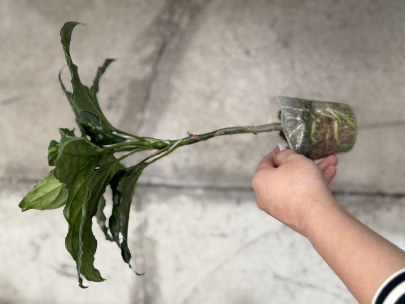 Aglaonema pictum tricolor 