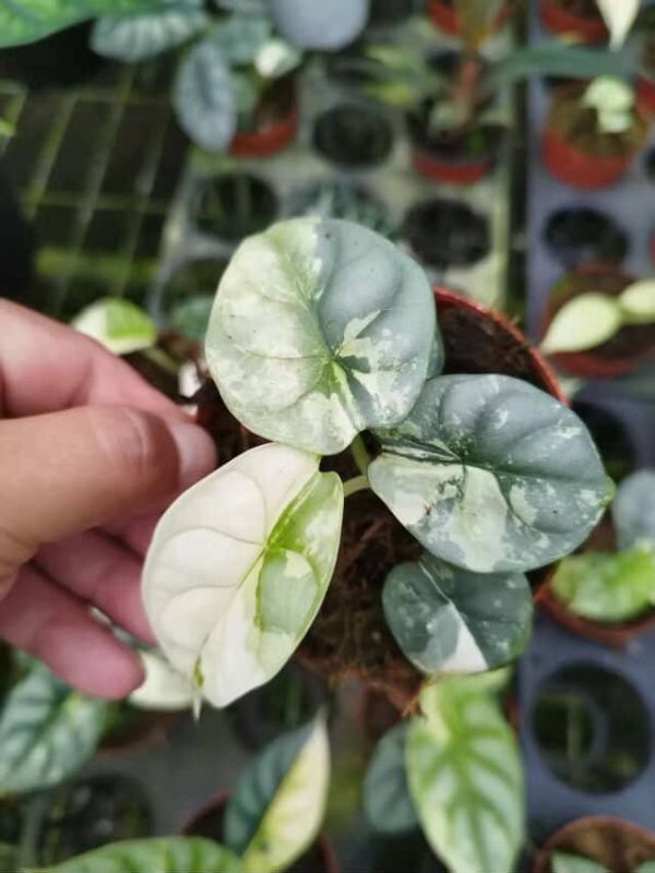 Alocasia silver dragon Albo 