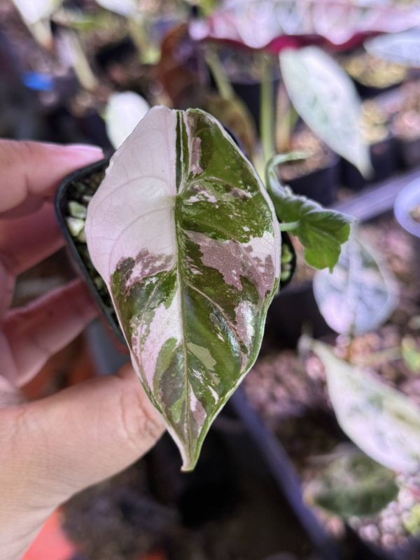 Alocasia azlanii albo 
