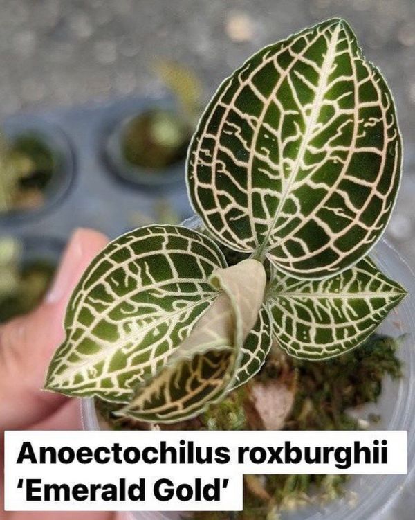Anoectochilus roxburghii ‘Emerald Gold’ 