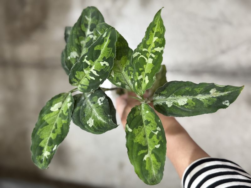 Aglaonema pictum tricolor 