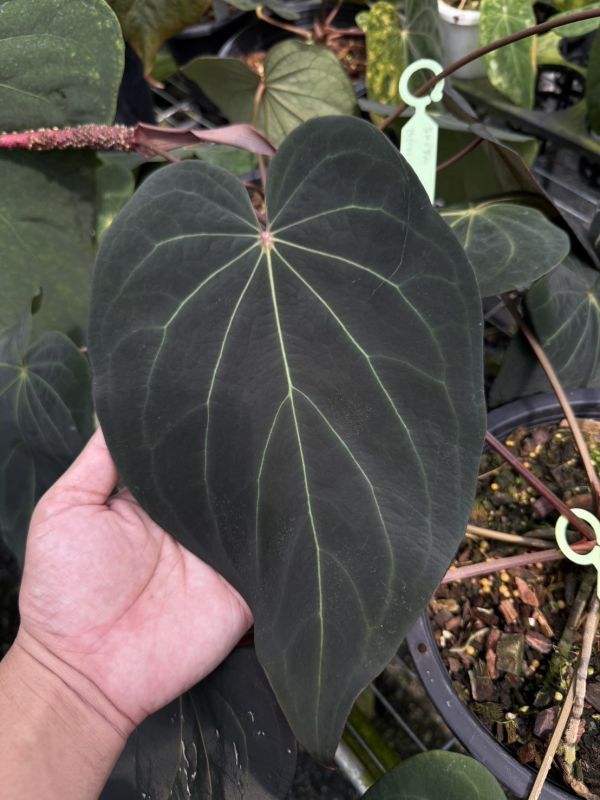 [Magic Garden] Anthurium carlablackiae TS3 x (Black Widow x Red Velvet Cake) 