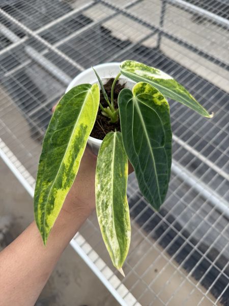 Anthurium warocqueanum variegated 