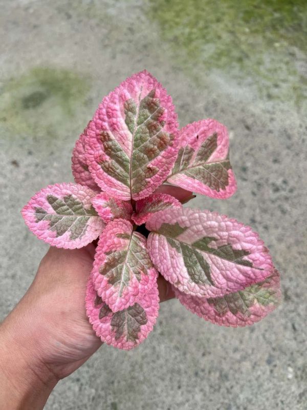 Episcia unpredictable Helen 