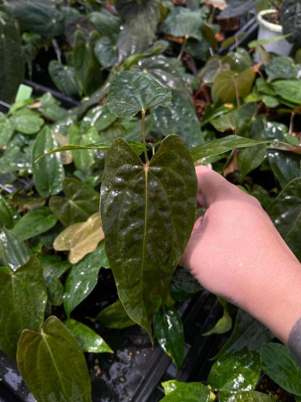 [Magic Garden] Anthurium FSRL x Twin Phoenix 