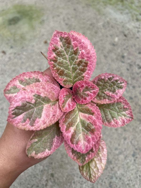 Episcia unpredictable Helen 