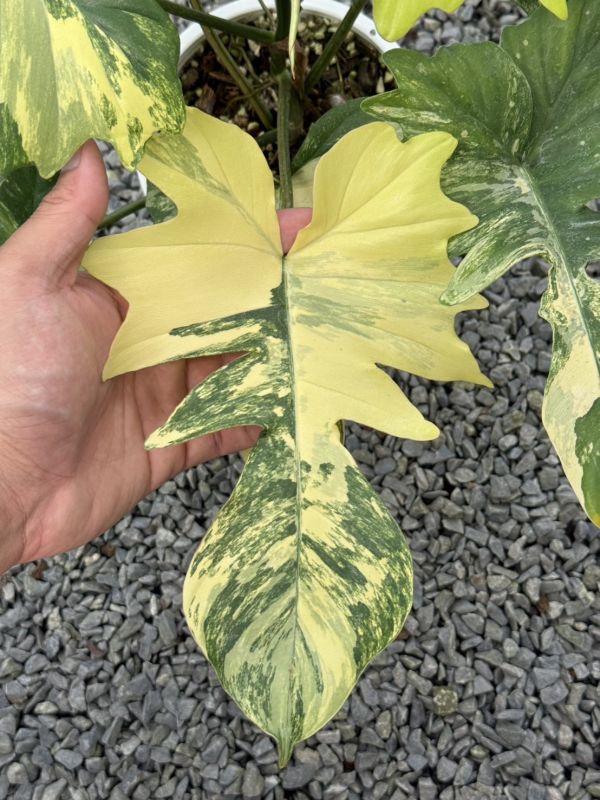 Philodendron florida beauty x mayoi 