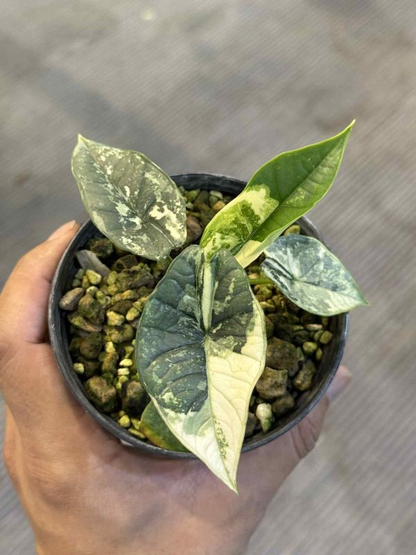 Alocasia platinum albo 