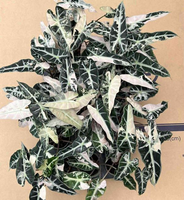 Alocasia bambino ablo 