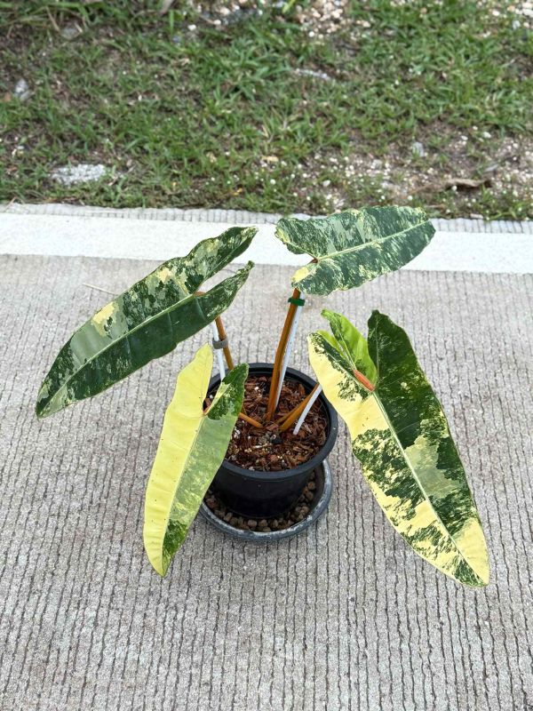 Philodendron billietiae variegated 