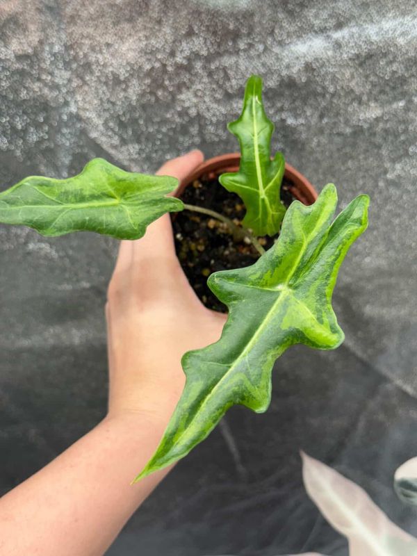 Alocasia portei aurea 