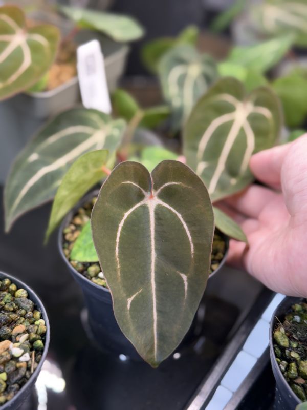 Anthurium carlablackiae RA5 x RA10 self 