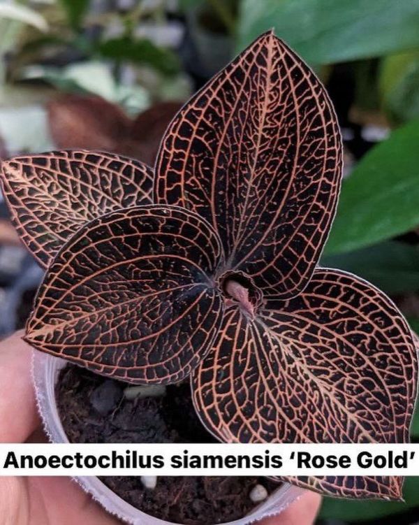 Anoectochilus siamensis ‘Rose Gold’ 