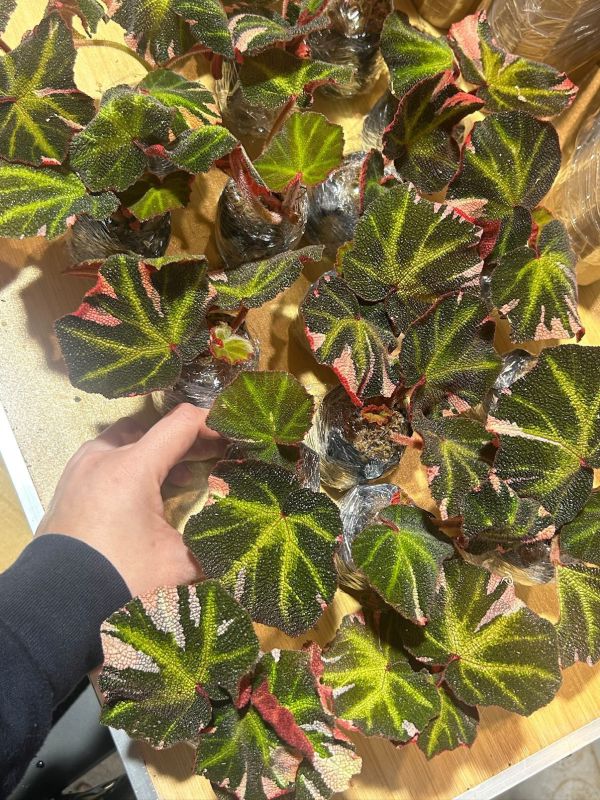 Begonia soli mutata variegated 