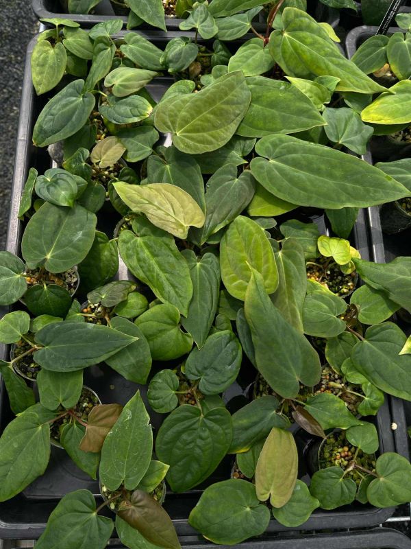[Magic Garden] Anthurium antolakii ( Scott x Tezula ) 